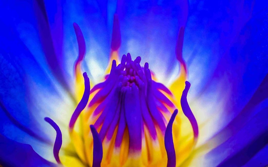 La Fleur De Lotus : Tout Savoir Sur Son Histoire Et Sa Signification